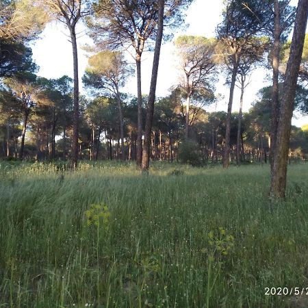 Hinojos Casa Rural Los Pinos מראה חיצוני תמונה