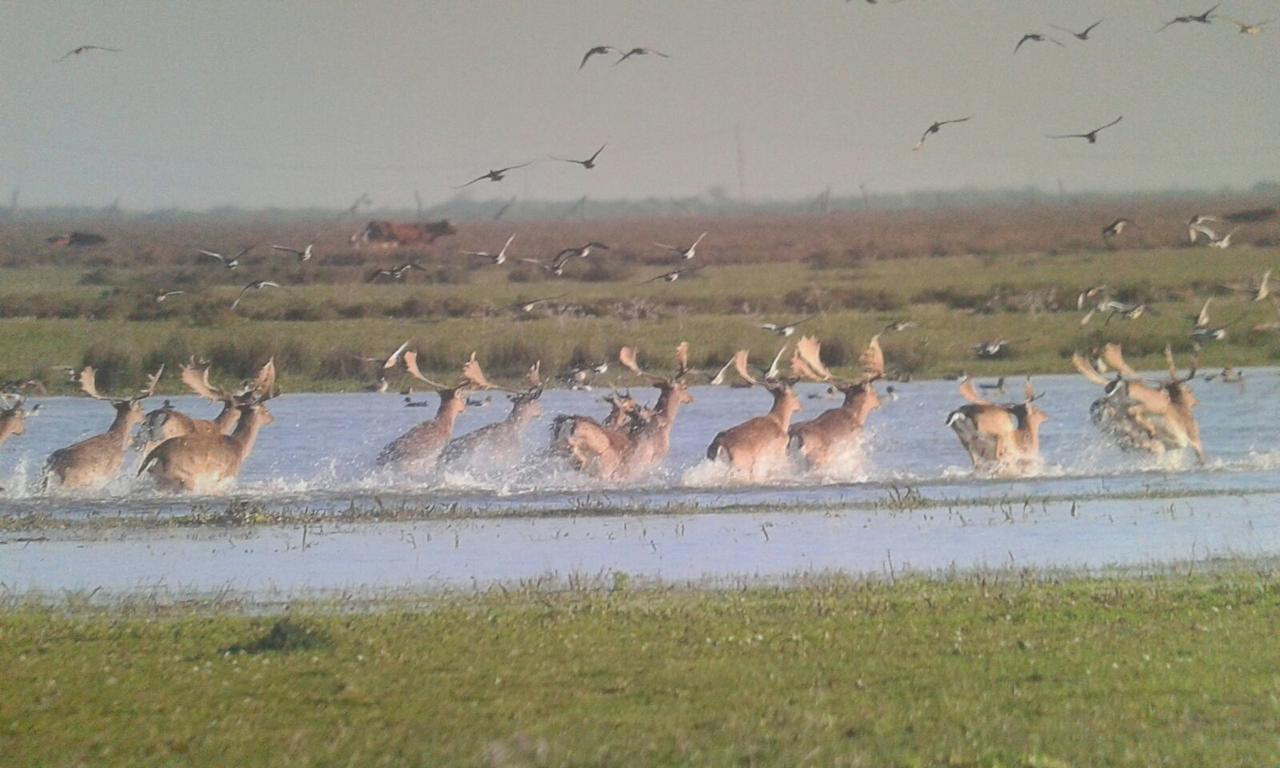 Hinojos Casa Rural Los Pinos מראה חיצוני תמונה