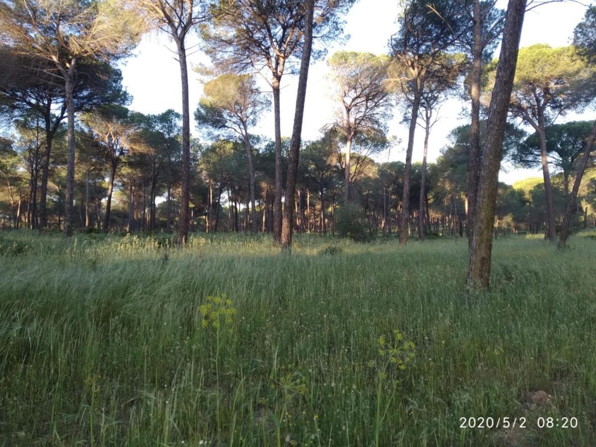 Hinojos Casa Rural Los Pinos מראה חיצוני תמונה