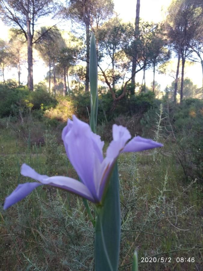 Hinojos Casa Rural Los Pinos מראה חיצוני תמונה